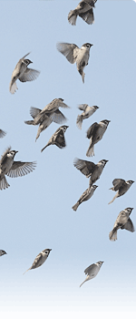 sparrows_060120